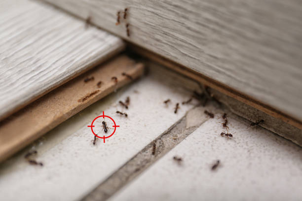 Professional Pest Control in Central City, IL