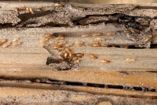 Best Exterminator Services  in Central City, IL