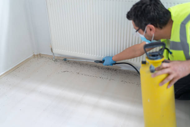 Best Wasp Removal Services  in Central City, IL