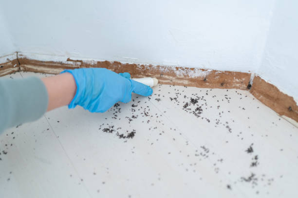 Best Spider Control Near Me  in Central City, IL